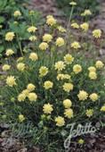 Scabiosa ochroleuca 'Moon Dance'